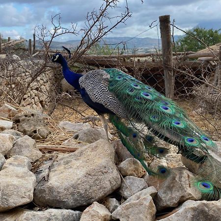 Kleines Refugium Unter Palmen. Daire Custonaci Dış mekan fotoğraf